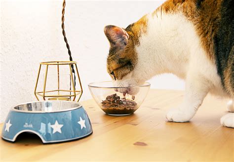 Feeding Your Cat Properly - FOUR PAWS International - Animal Welfare Organisation