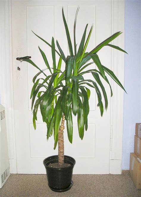 Potted Yucca Plants - How To Care For A Yucca Houseplant | Yucca plant care, Yucca plant, House ...