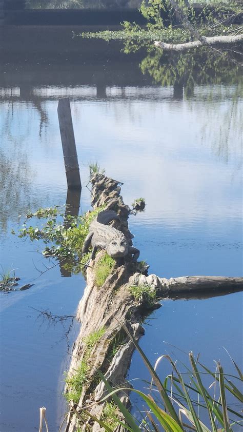 Swamp and Bayou Sightseeing Boat Tour with Transportation from New Orleans - New Orleans, Puerto ...