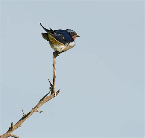 Bird Perched On Branch · Free Stock Photo