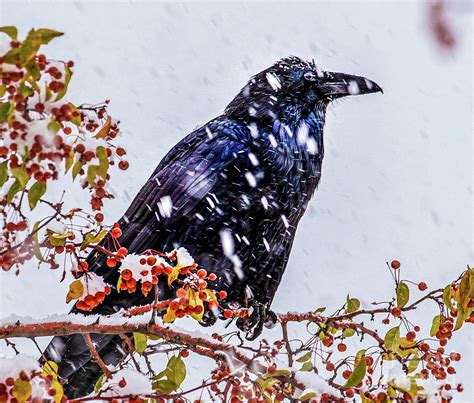 Raven Pondering in the Snow Photograph by Elijah Rael - Pixels