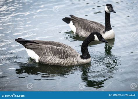 Geese swimming in a lake stock photo. Image of family - 150982674