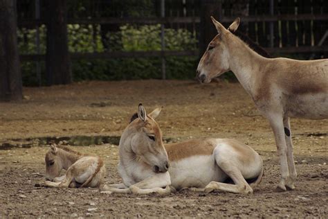 13 Wild Animals in Uzbekistan [Wildlife in Uzbekistan] - Kevmrc