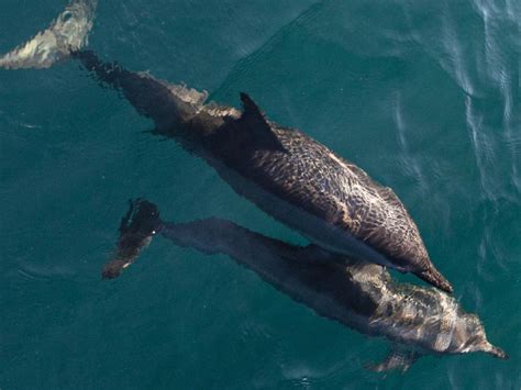 Dolphin and whale watching in Kalpitiya | De Silva Windresort Kalpitiya