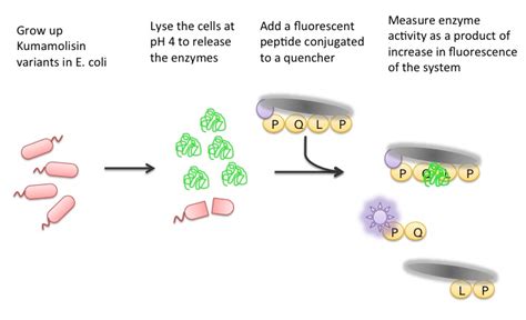 Team:Washington/Celiacs/Methods - 2011.igem.org