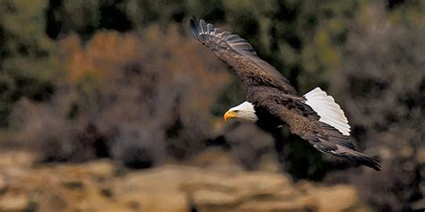 Bald eagles of the Four Corners - New Mexico Wildlife magazine