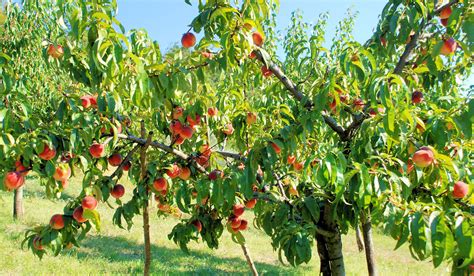 Late peaches | Peach trees, Fruit garden, Peach