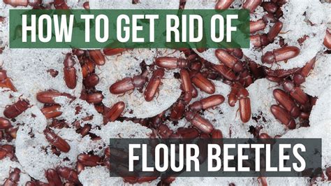 Flour Beetles In Bedroom | www.resnooze.com