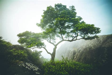 HD wallpaper: wayanad, india, ambalavayal, forest, beautiful, gouthamkrishnaphotography ...