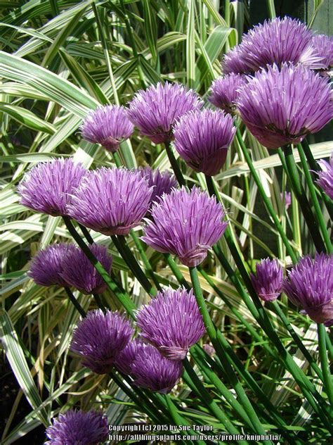 Chives: Plant Care and Collection of Varieties - Garden.org