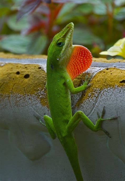 Herping In Hawaii | Lizard, Anole, Lizard habitat