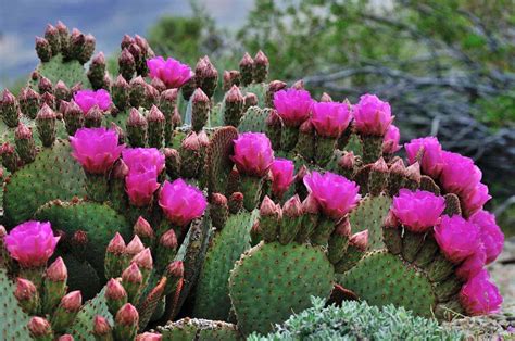 Blooming cactus – all things succulent – stingrayvilla.com