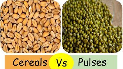 Difference Between Cereals and Pulses (with Comparison Chart) - Bio Differences