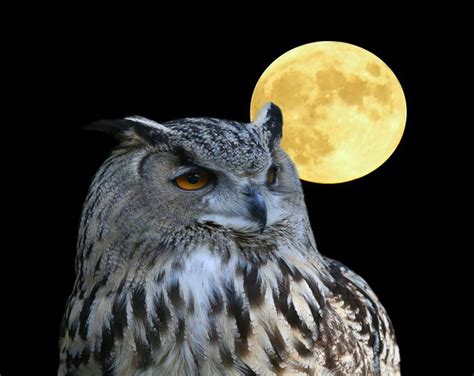 OWL MOON Night Hike - New Canaan Chamber