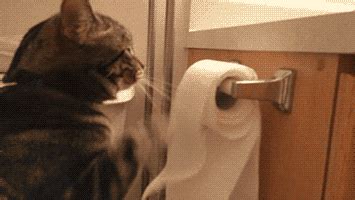 Unrolling Toilet Paper GIF - Find & Share on GIPHY