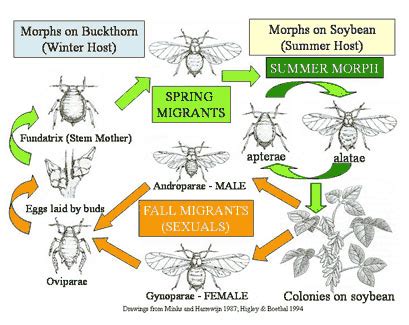 Soybean Aphid Life Cycle | Drovers