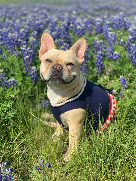 Where to See Bluebonnets and Other Wonderful Texas Wildflowers — From ...