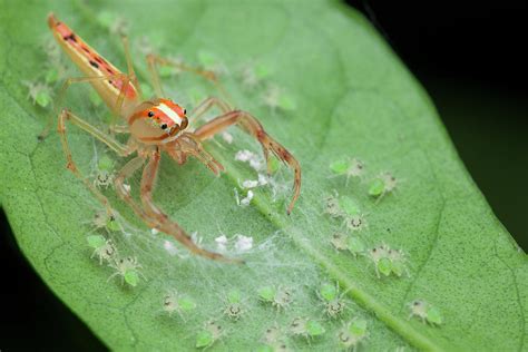 Jumping Spider And Babies Photograph by Melvyn Yeo