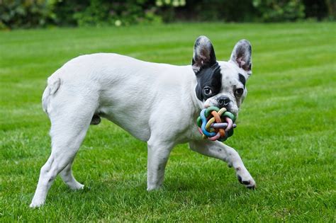 14 Different Types of French Bulldogs: Guide (With Pictures) | Hepper