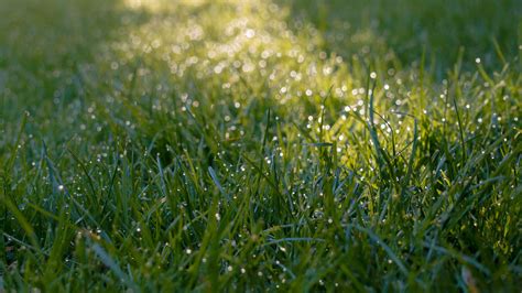 Download wallpaper 3840x2160 grass, dew, drops, wet, macro, green 4k uhd 16:9 hd background