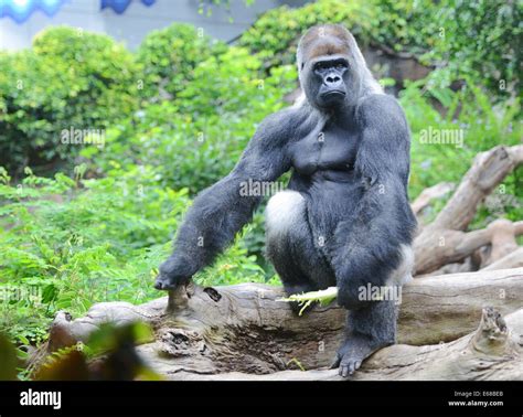 Loro Parque, Tenerife, Canary Islands, Silverback Gorilla, Loro ...