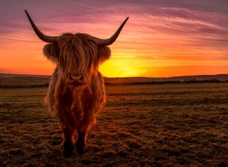 Sunset Cow - Cows & Animals Background Wallpapers on Desktop Nexus (Image 2563444)