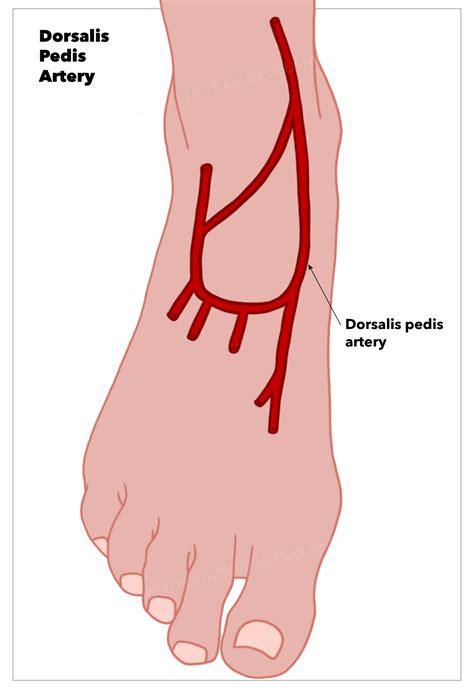 Anatomy, Bony Pelvis and Lower Limb, Foot Dorsalis Pedis Artery Article