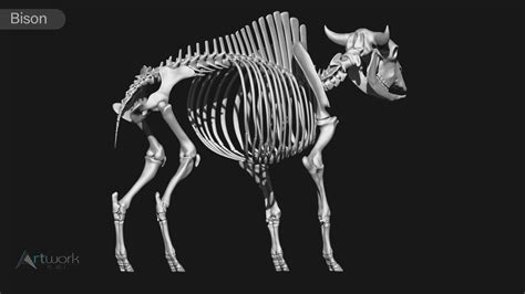 ArtStation - animal skeleton collection | Resources