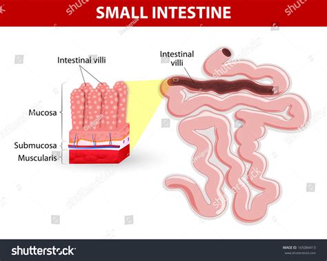 Anatomy Of The Wall Of The Small Intestine Villi Into The Lumen Of The Intestine Increasing Its ...