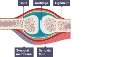 Synovial joint: featuring bone, cartilage, ligament, synovial fluid and ...