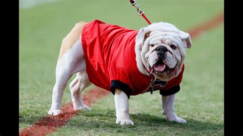 The 10 best mascots in college football | 11alive.com