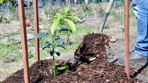 Avocado Tree planting. A step-by-step guide by Lakeside Plants