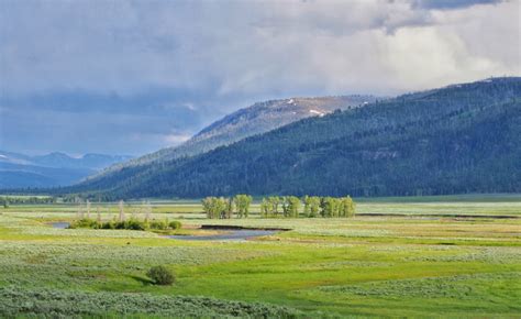 Four Days in Yellowstone's Lamar Valley - A Yellowstone Life