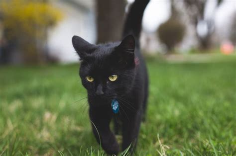 Dikenal Menyeramkan, Ini Dia 3 Fakta Unik Seputar Kucing Hitam - Bobo