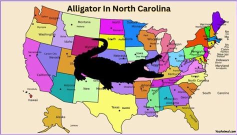 Alligators In North Carolina: Everything You Need To Know