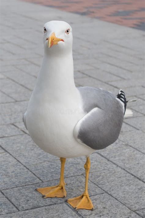 Pájaro Divertido De La Gaviota Que Mira La Cámara Imagen de archivo ...