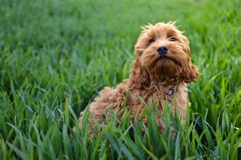 Toy Cockapoo: A Toy You Wish You Had Growing Up