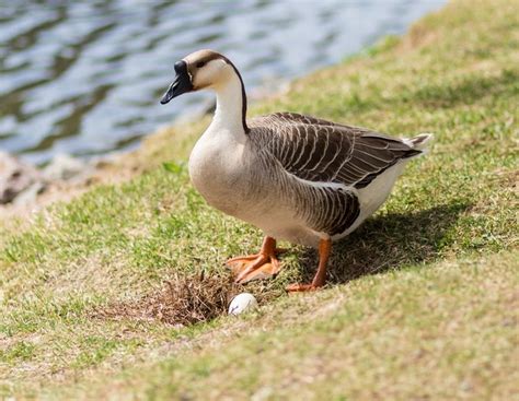 African Geese - Baby Waterfowl for Sale | Cackle Hatchery