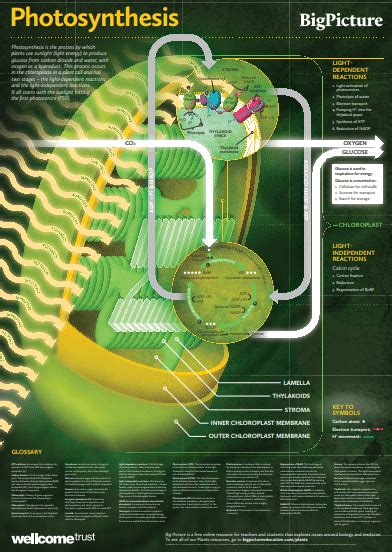 Biology Posters | Poster Template