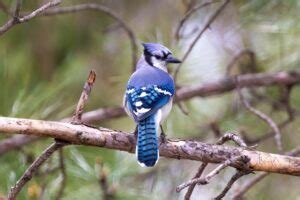 Blue Jay Symbolism: 16 Spiritual Meanings