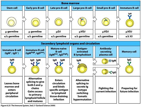 EBF-1 is Essential for Normal B-cell Development | Developmental Biology Interactive | B cell ...