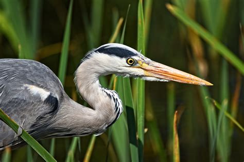 Nature Trail - Herons - Citizen Zoo