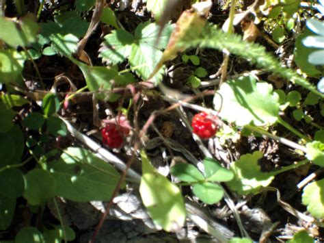 The wild berries of my summer - The Outdoor Adventure