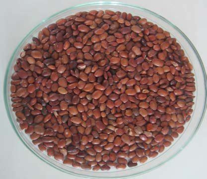 Dolichos biflorus seeds used in the synthesis of silver nanoparticles ...