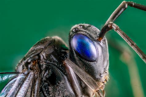 Amazing Insects - the cockroach killing wasp — Allan Walls Photography