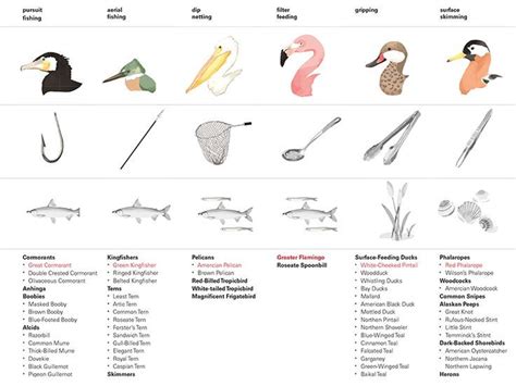 bird beak adaptations - Google Search Engaging Science Lessons, Science ...