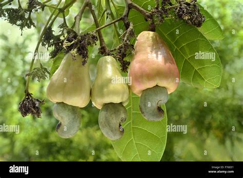 Cashew fruit tree, cashew tree, cashew nut tree, Trivandrum, Kerala, India, Asia Stock Photo - Alamy