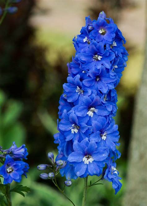 How to Get Delphiniums to Bloom Twice in One Season