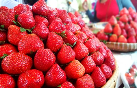 Strawberry Picking in La Trinidad Strawberry Farm, Benguet ~ The ...