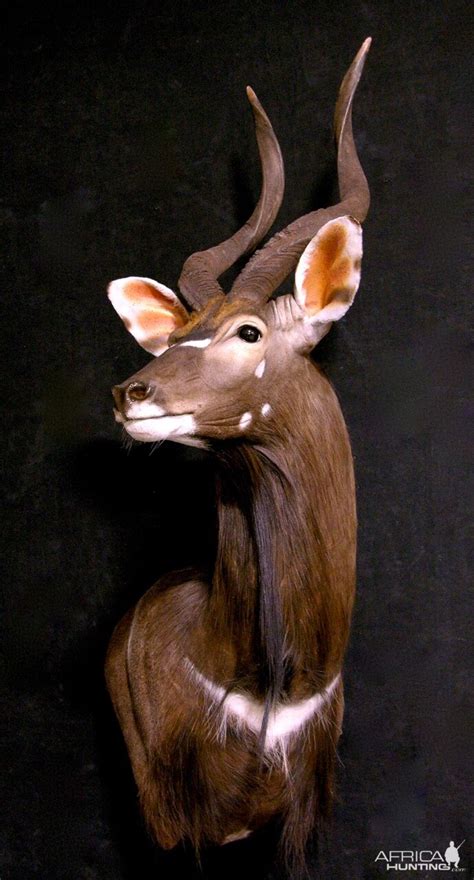 Nyala Shoulder Mount Wall Pedestal Taxidermy | AfricaHunting.com